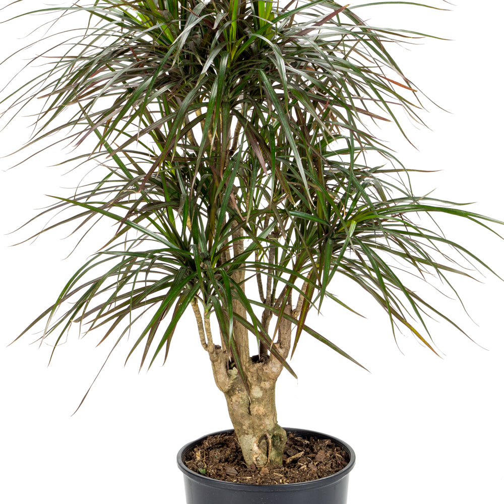 dracaena stump Plantes naturelles - Dracaena Marginata - stump
