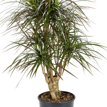 Dracaena Marginata - souche