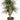 Dracaena Marginata - stump