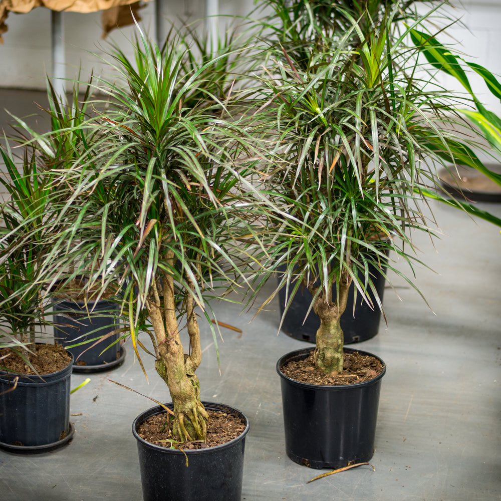 dracaena stump Plantes naturelles - Dracaena Marginata - stump