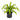 Dracaena Marley