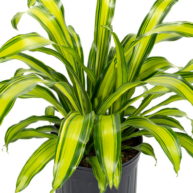 Dracaena Marley