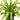 Dracaena Marley