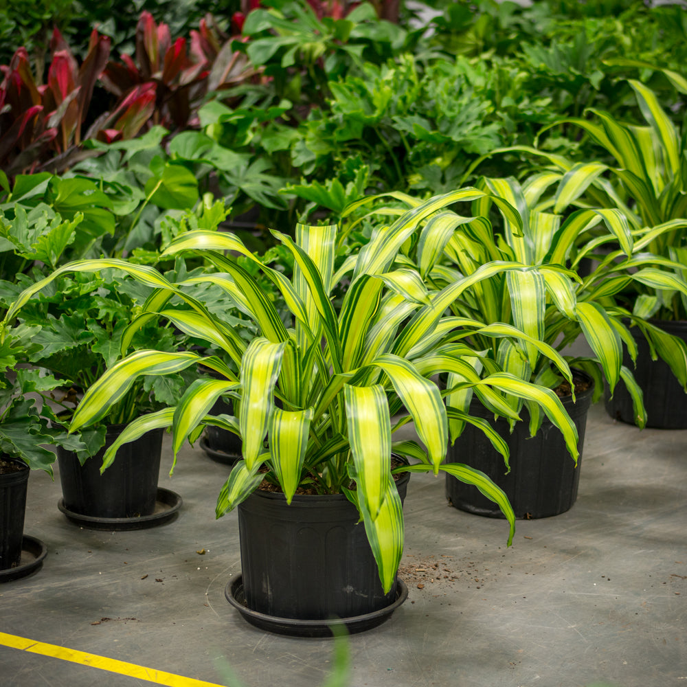 dracaena marley Natural plants - Dracaena Marley