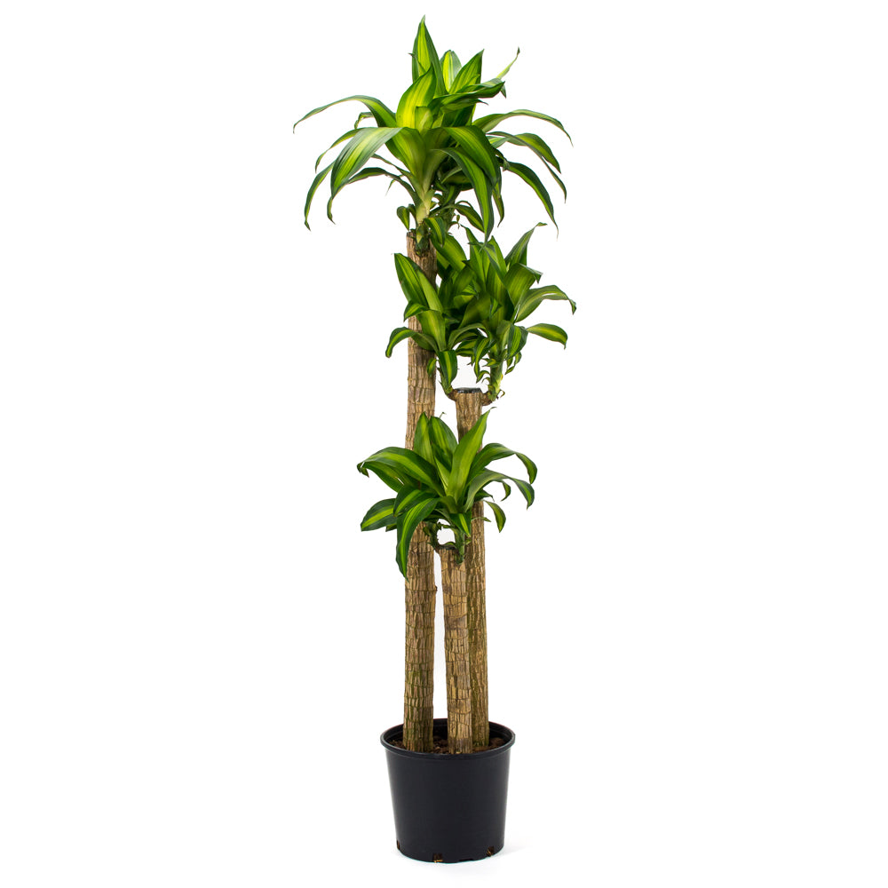 tropisk dracaena massangeana Plantes naturelles - Dracaena Massangeana - cane