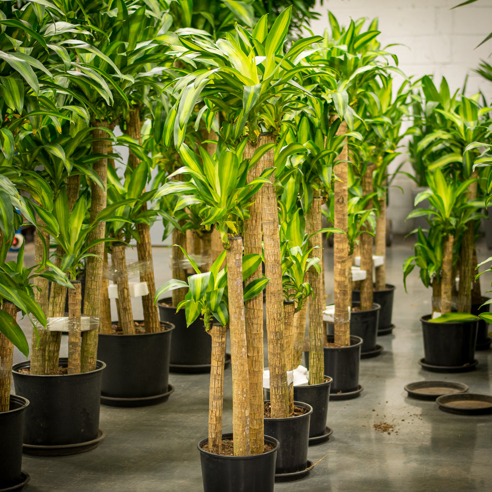 tropisk dracaena massangeana Plantes naturelles - Dracaena Massangeana - cane