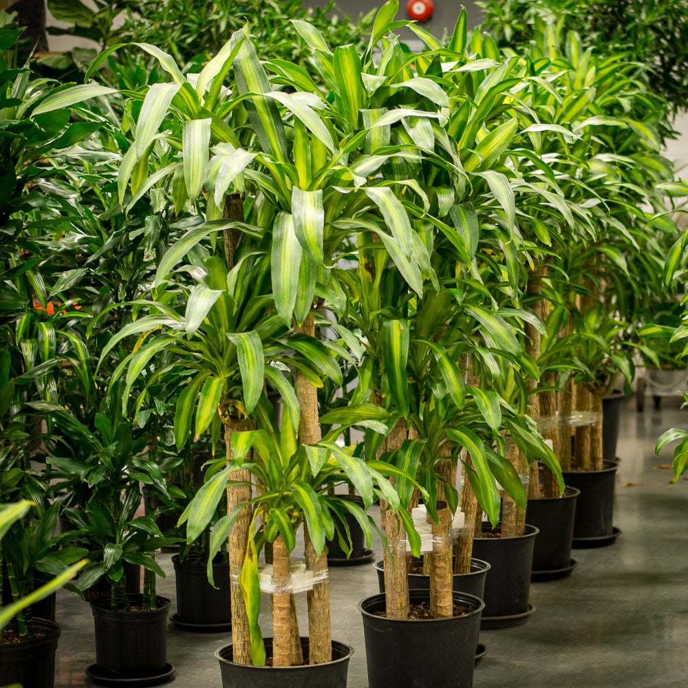 dracaena massangeana entretien Plantes naturelles - Dracaena Massangeana canne