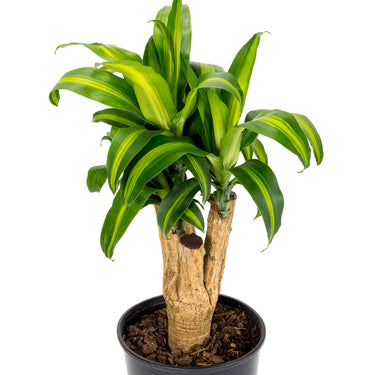Dracaena Massangeana - souche