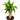 Dracaena Massangeana - stump