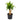 Dracaena Massangeana - stump