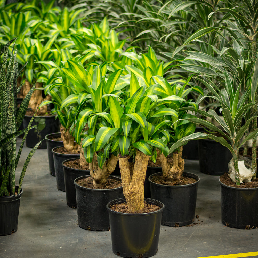 dracaena mass stump Plantes naturelles - Dracaena Massangeana - stump