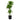 Dracaena Moonlight - Canne