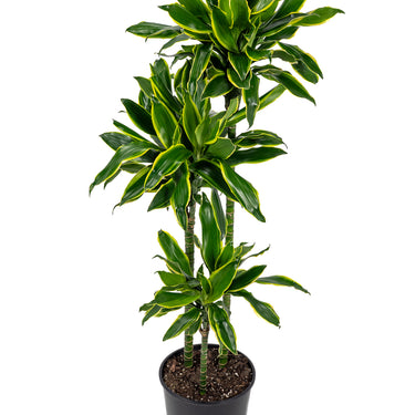 Dracaena Moonlight - Canne