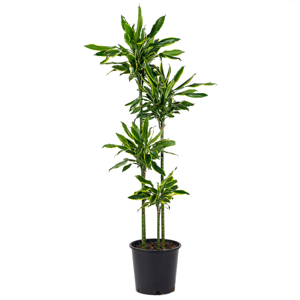 dracaena moonlight Natural plants - Dracaena Art cane