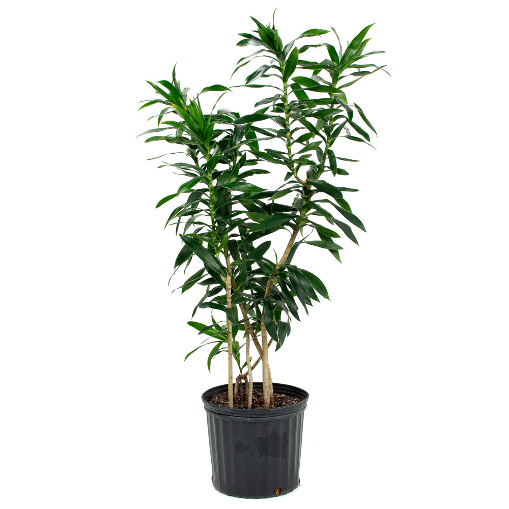 dracaena gießen Natural plants - Dracaena Reflexa