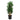 Dracaena Reflexa