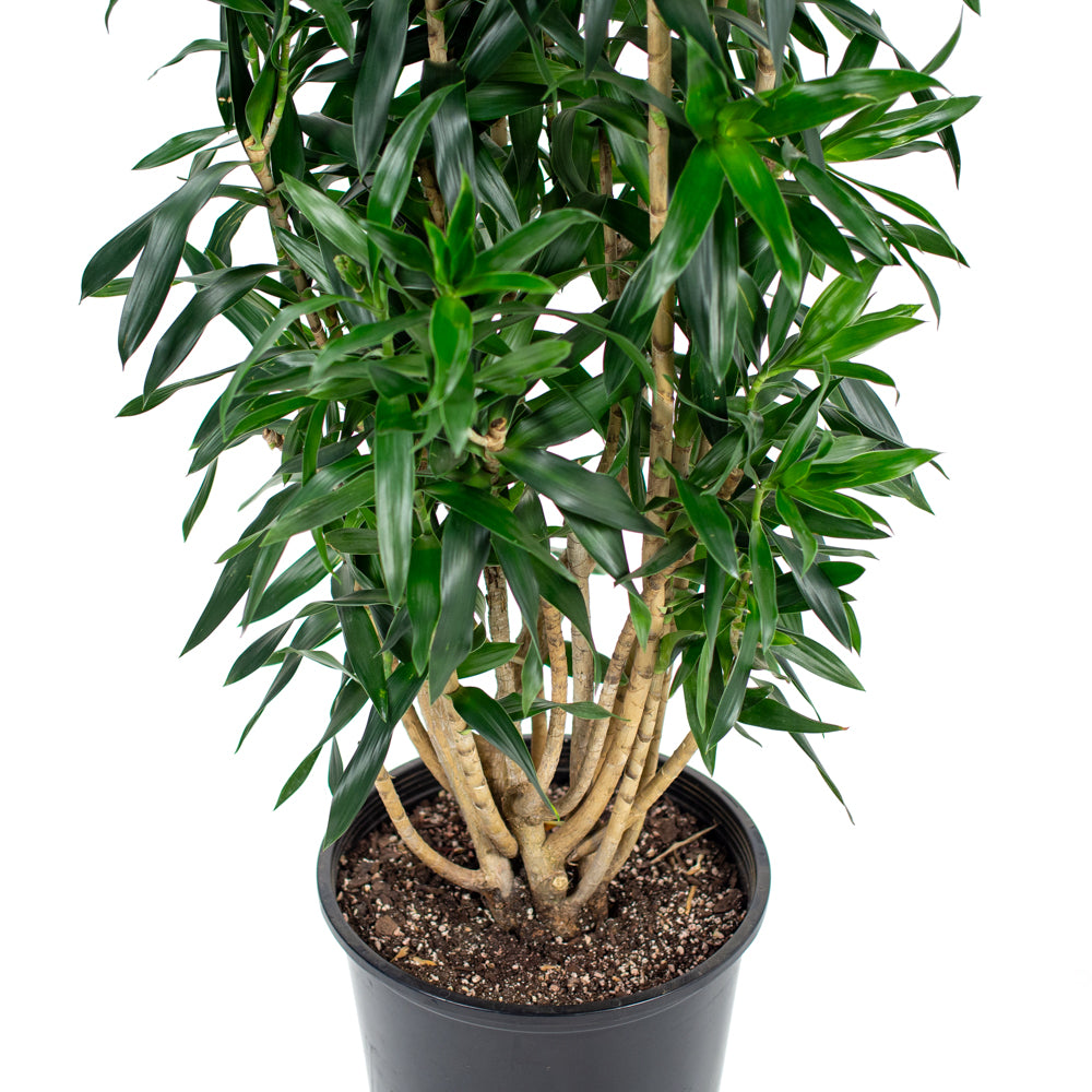 dracaena reflexa planta Natural plants - Dracaena Reflexa