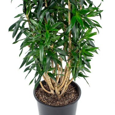 Dracaena Reflexa