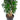 Dracaena Reflexa