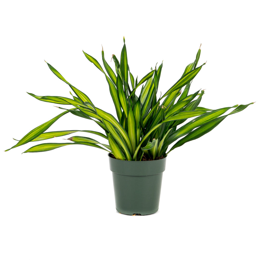 dracaena rikki Natural plants - Dracaena Rikki