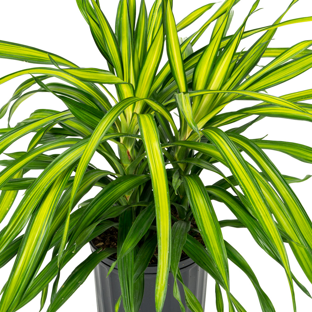dracaena rikki indoor plant Natural plants - Dracaena Rikki
