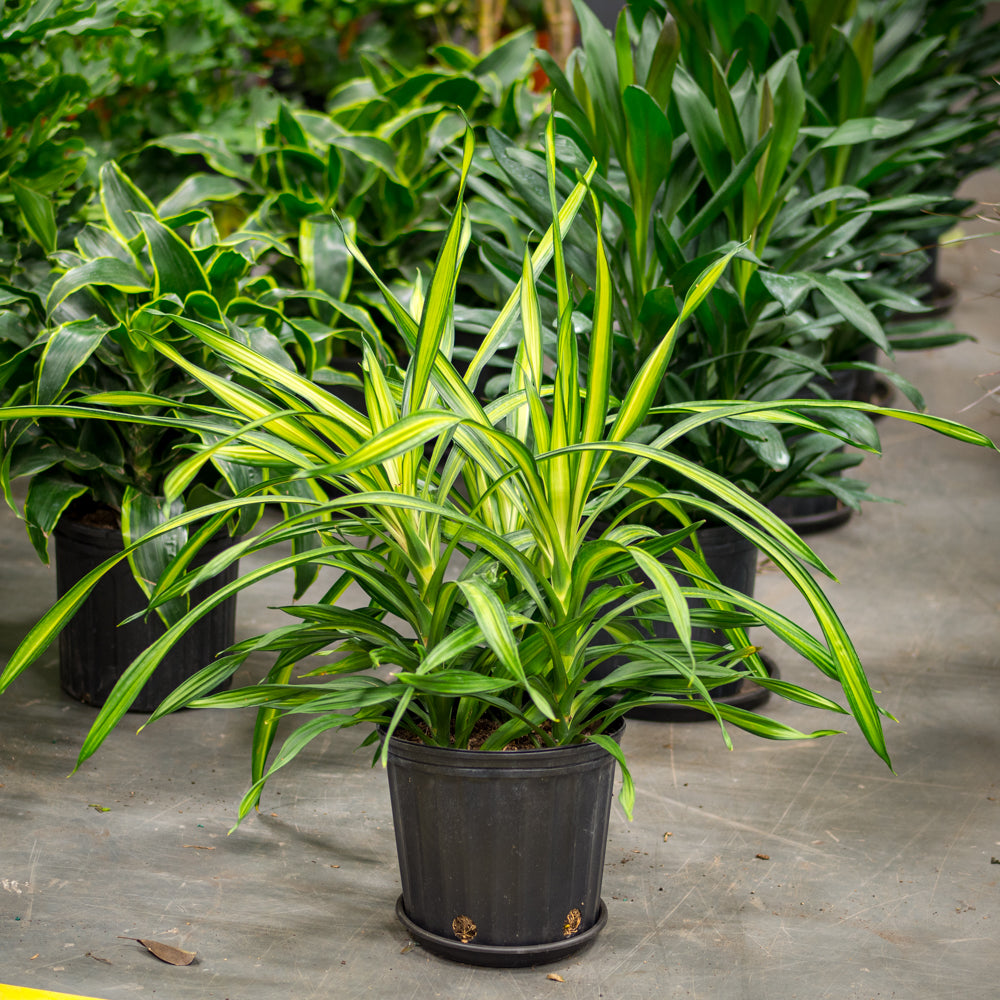 dracaena fragrans rikki Natural plants - Dracaena Rikki