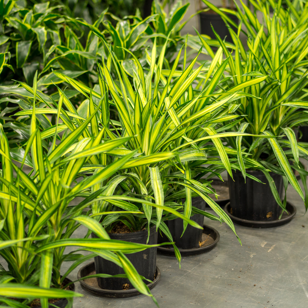 dracaena rikki plant Natural plants - Dracaena Rikki