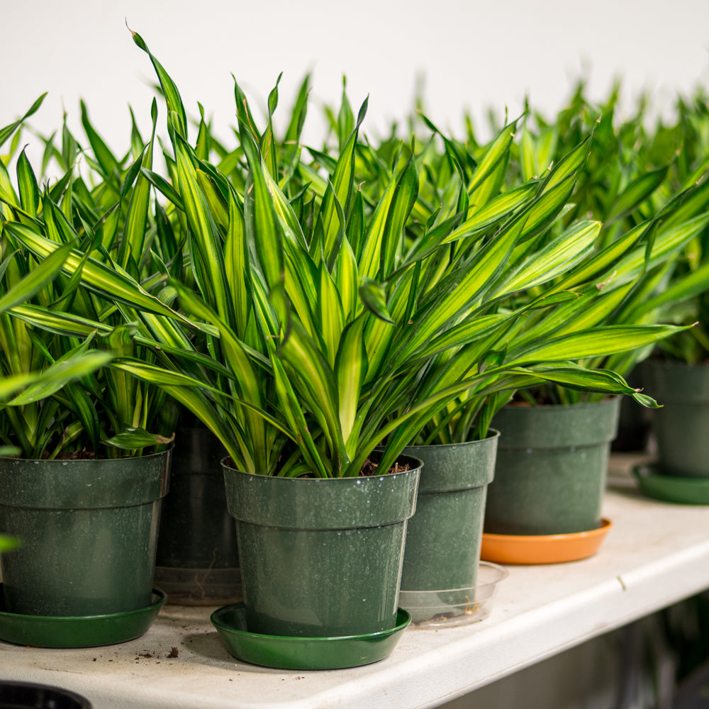 dracaena rikki tips Natural plants - Dracaena Rikki