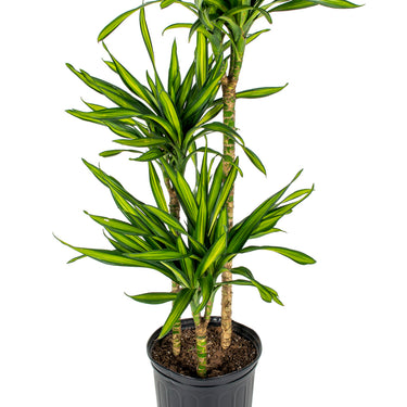 Dracaena Rikki - canne