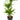 Dracaena Rikki - cane