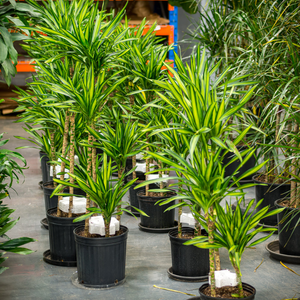 dracaena rikki care Natural plants - Dracaena Rikki