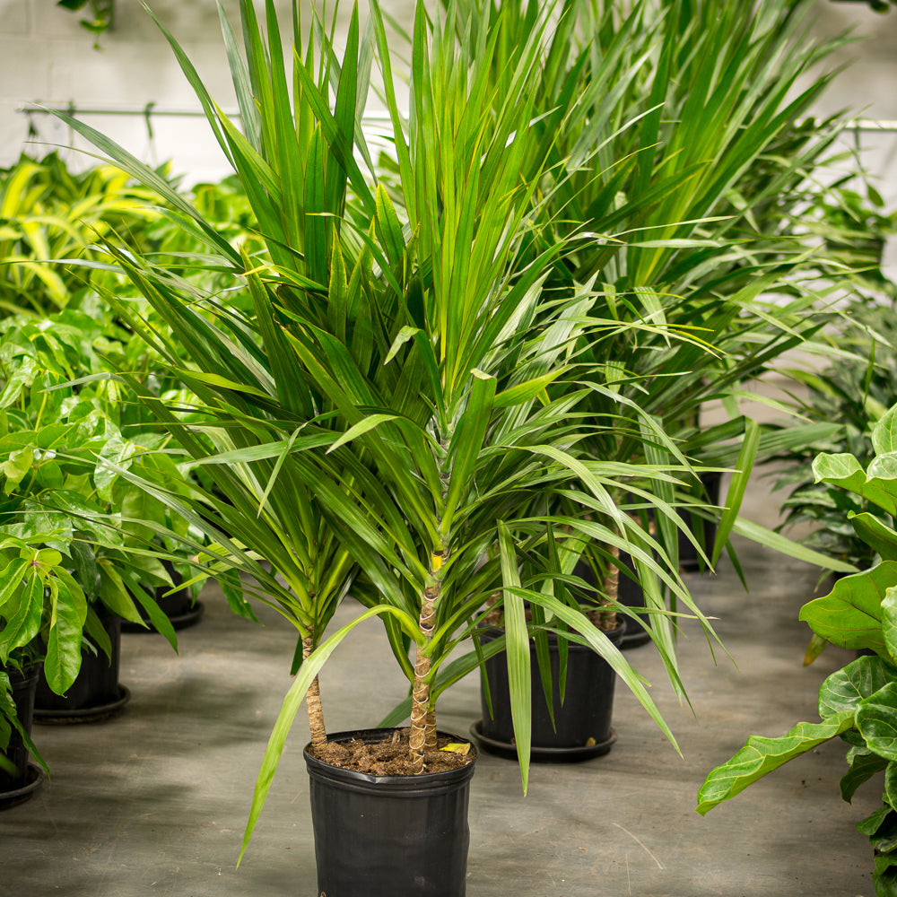 dracaena tarzan tree Natural plants - Dracaena Tarzan - cane