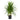 Dracaena Tarzan - canne