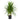 Dracaena Tarzan - cane