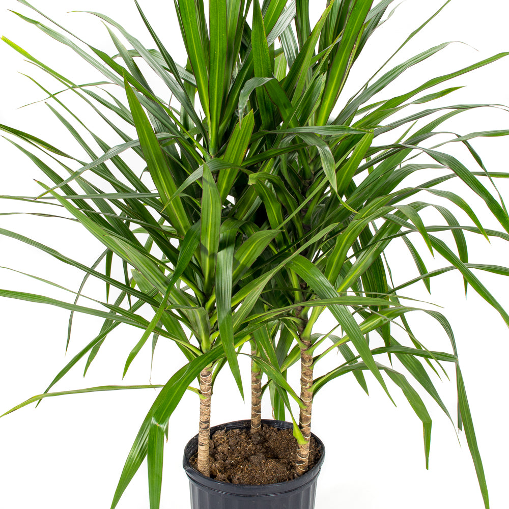 dracaena tarzan plant Natural plants - Dracaena Tarzan - cane