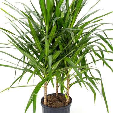 Dracaena Tarzan - canne