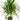 Dracaena Tarzan - cane