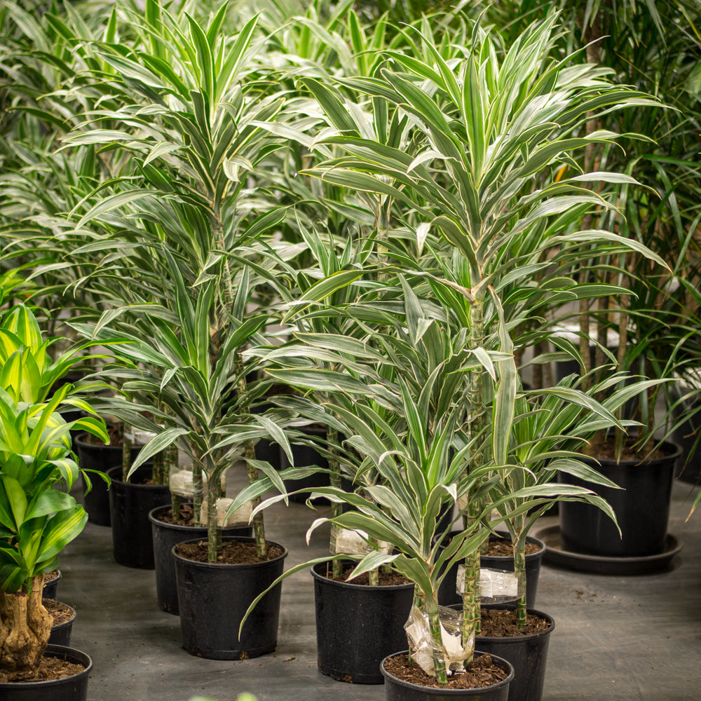 dracaena ulysses Natural plants - Dracaena Ulysse - cane