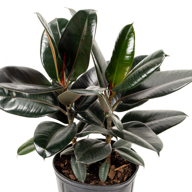Ficus Elastica Burgundy