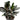 Ficus Elastica Burgundy