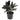 Ficus Elastica Burgundy
