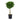 Ficus Daniella - tressé