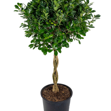 Ficus Daniella - tressé