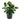 Ficus Elastica