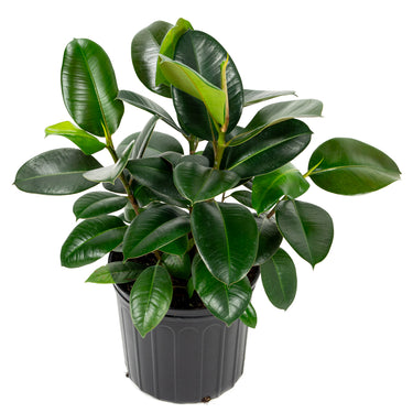 Ficus Elastica