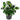 Ficus Elastica