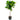 Ficus Lyrata - tige