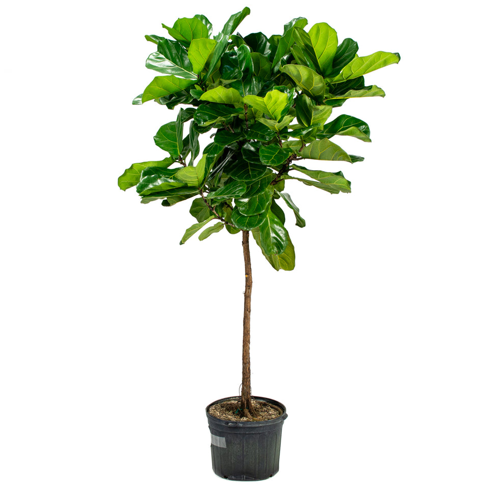 Natural plants - Ficus Lyrata - tree - Alphaplantes