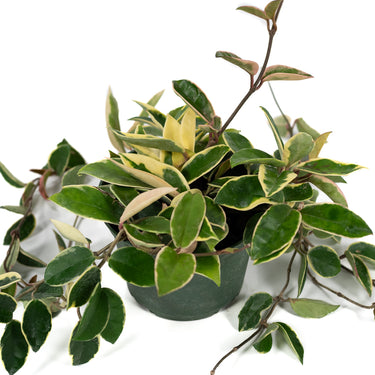 Hoya Carnosa Tricolor