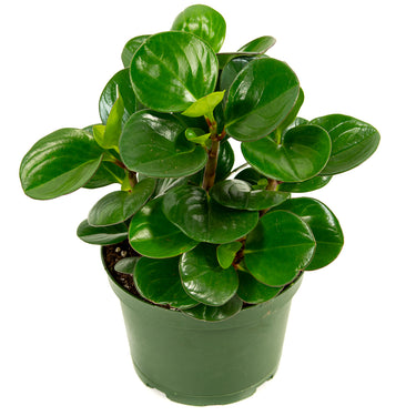 Peperomia Obtusifolia